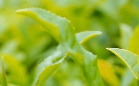 茶葉的作文300字常用[5篇]