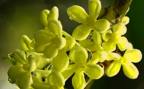 【精品】三年級(jí)桂花作文合集五篇