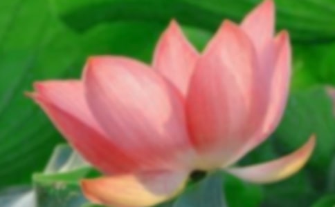 【熱門】荷花小學(xué)作文合集七篇
