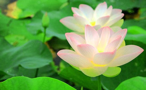 荷花小學(xué)作文10篇【合集】
