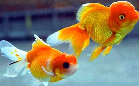 【精華】小金魚三年級作文3篇