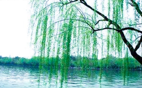 【推薦】柳樹二年級(jí)作文9篇