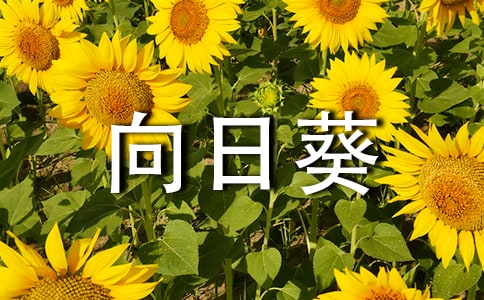 圍繞向日葵的六年級作文